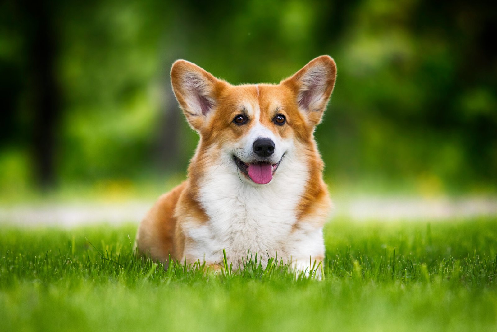 Corgi Dog and Who Gets the Dog in a Virginia Divorce
