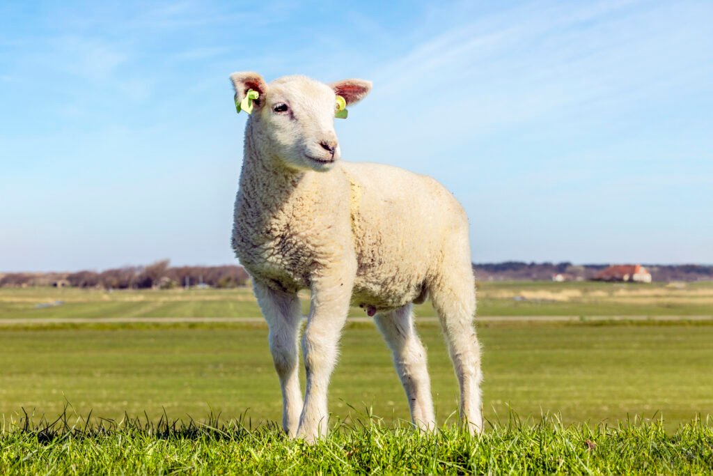 The Best Divorce Lawyer for You is Not a Lamb